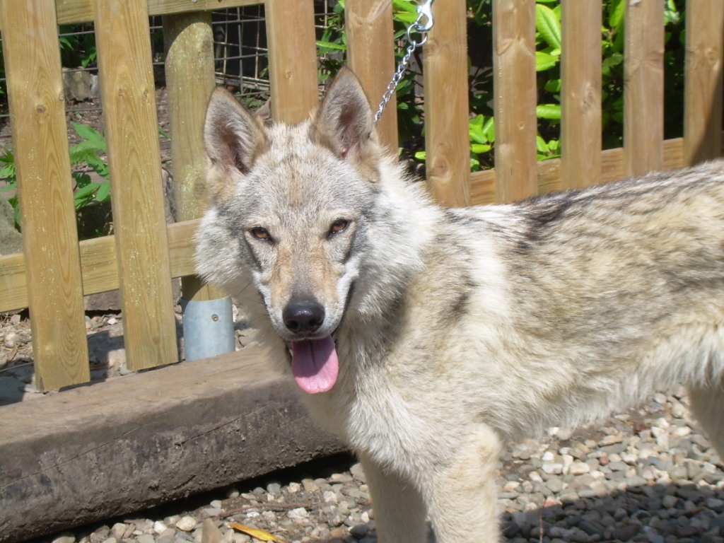  Gara (Cita) 8 m.