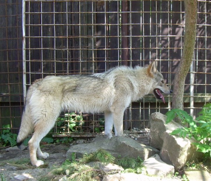   Gara (Cita) 8 měs.